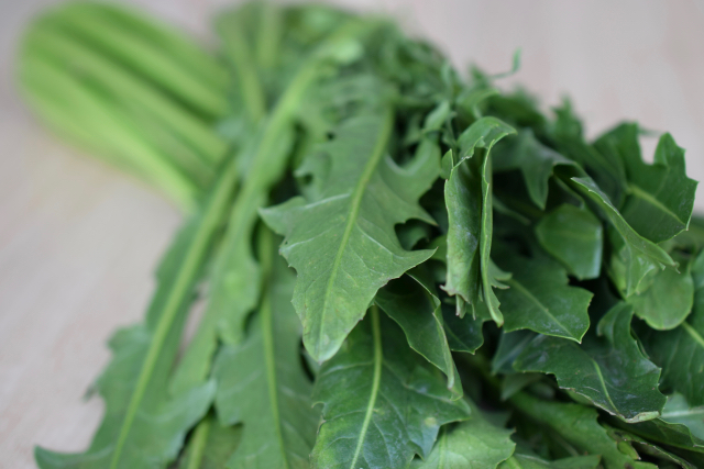 Cikorka - zelenina významná pro detoxikaci organismu
